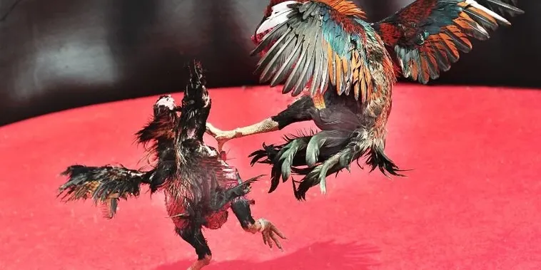 Cách Chơi Đá Gà Sabong Tại 58Win Hiểu Luật Và Mẹo Thắng