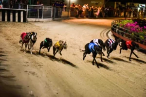 Cách Chơi Game Nhanh Đua Chó Trực Tuyến Hiệu Quả Tại 58Win