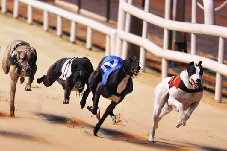 Cách Chơi Game Nhanh Đua Chó Trực Tuyến Hiệu Quả Tại 58Win