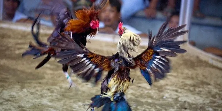 Cách Chơi Đá Gà Sabong Tại 58Win Hiểu Luật Và Mẹo Thắng