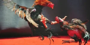 Cách Chơi Đá Gà WS168 Trực Tuyến An Toàn Hiệu Quả Tại 58Win